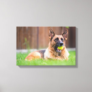 German Shepherd With Tennis Ball Canvas Print