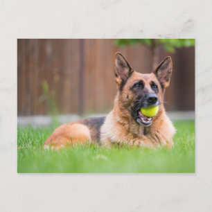 German Shepherd With Tennis Ball Postcard