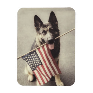 German Shepherd With US Flag Magnet