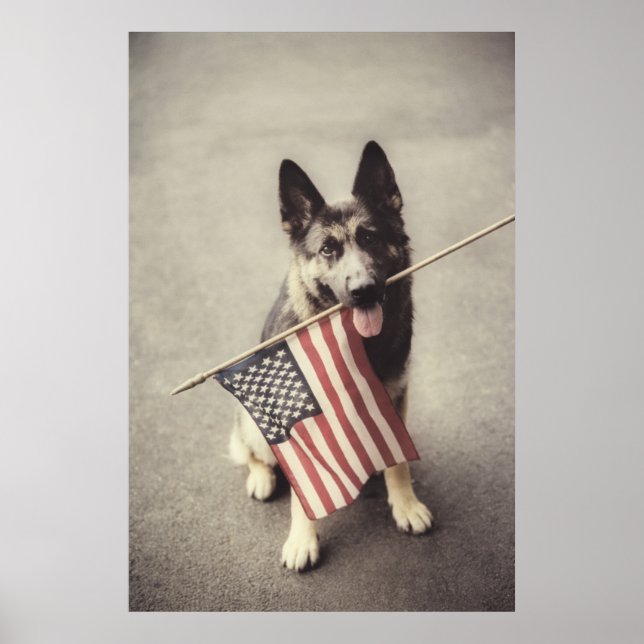 German Shepherd With US Flag Poster (Front)
