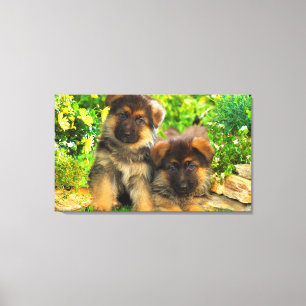 German Shepherds Canvas Print