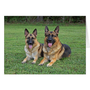 German Shepherds card