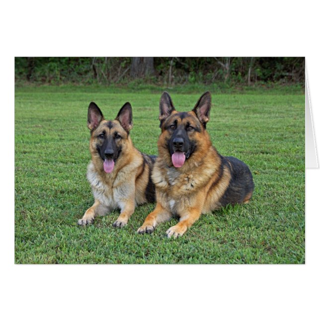 German Shepherds card (Front Horizontal)