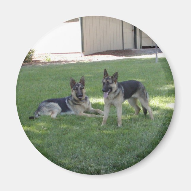 German Shepherds Magnet (Front)