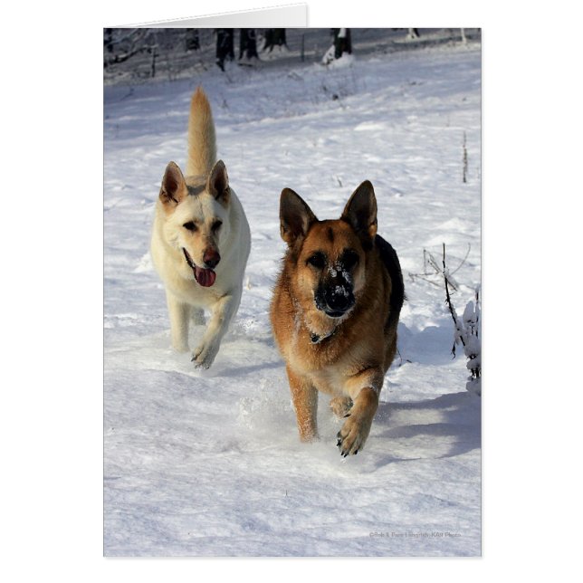 German Shepherds Running in the Snow (Front)
