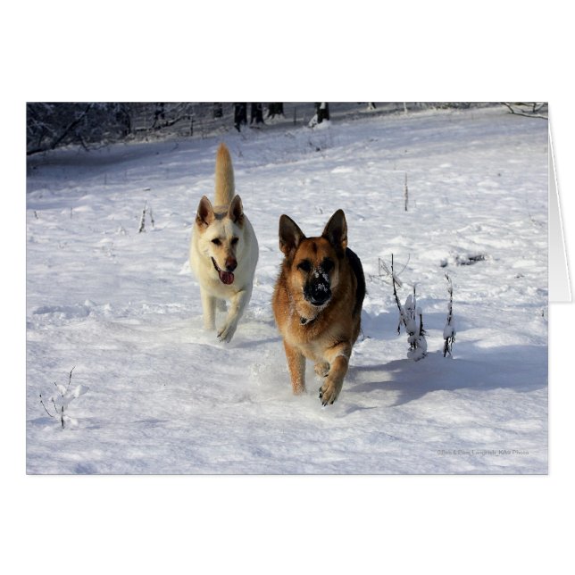 German Shepherds Running in the Snow (Front Horizontal)