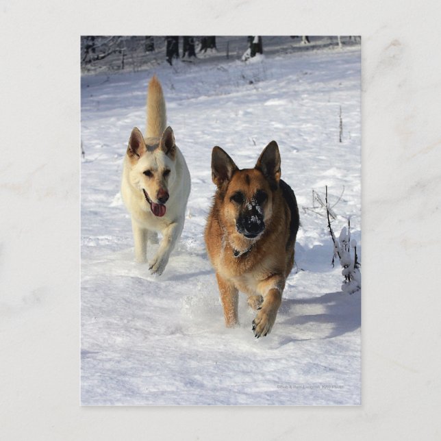 German Shepherds Running in the Snow Postcard (Front)