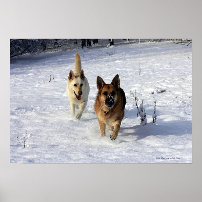 German Shepherds Running in the Snow Poster (Front)