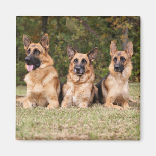 German Sherpherd Family Magnet