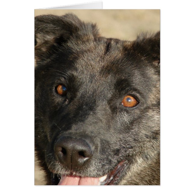 German Sherpherd Mix (Front)