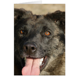 German Sherpherd Mix