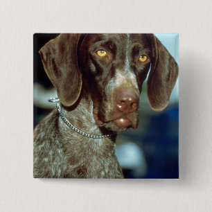 German Short-haired Pointer 15 Cm Square Badge