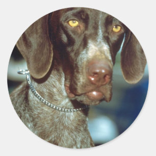 German Short-haired Pointer Classic Round Sticker