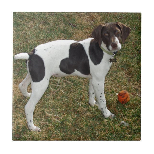 German_short_haired_pointer_puppy Tile (Front)