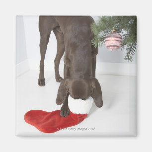 German short-haired pointer sticking snout in magnet