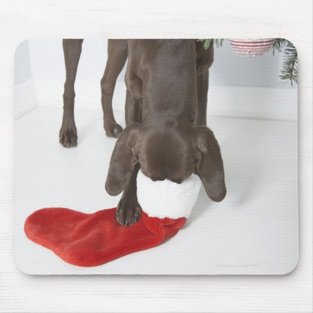German short-haired pointer sticking snout in mouse pad (Front)