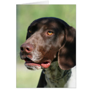 German Shorthaired Pointer