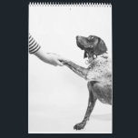 German Shorthaired Pointer 2024 Calendar GSP Dog<br><div class="desc">The Enduring Spirit of the German Shorthaired Pointer Calendar - A faithful companion, an unwavering hunter, and a timeless breed, the German Shorthaired Pointer embodies the very essence of resilience and determination. With their unwavering focus, unwavering loyalty, and unwavering spirit, GSPs have captured the hearts of dog lovers worldwide. The...</div>