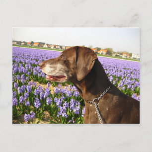 German shorthaired pointer and flowers postcard