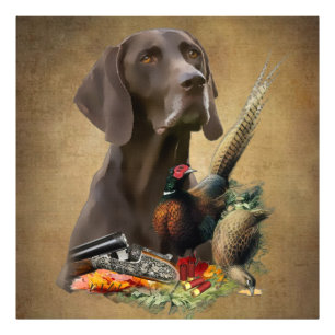 German Shorthaired Pointer GSP  Photo Print