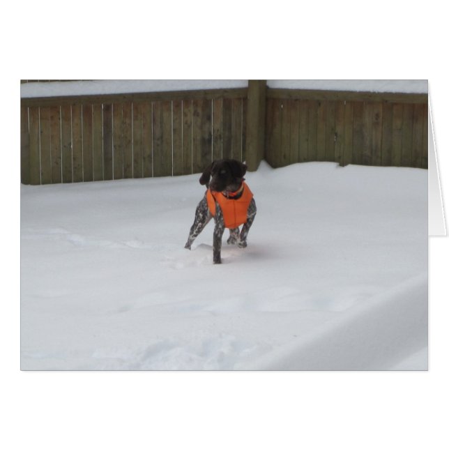 German Shorthaired Pointer in the Snow (Front Horizontal)