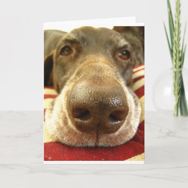 german shorthaired pointer nose card (Front)