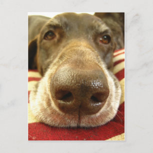 german shorthaired pointer nose postcard