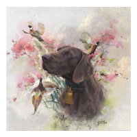 German shorthaired pointer