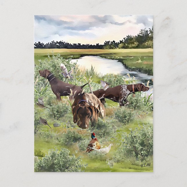 German Shorthaired pointer   Postcard (Front)