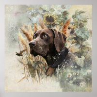 German Shorthaired Pointer