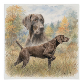German Shorthaired Pointer  Poster