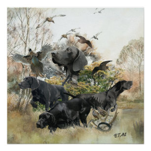 German Shorthaired pointer Poster