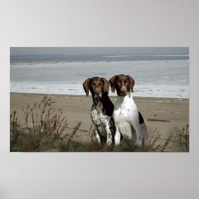 German Shorthaired Pointer Print (Front)