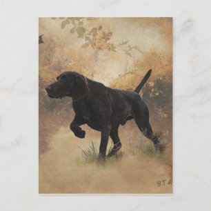 German Shorthaired Pointer ready to hunt Gift Box  Postcard
