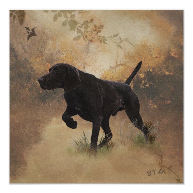 German Shorthaired Pointer ready to hunt Gift Box  Poster (Front)
