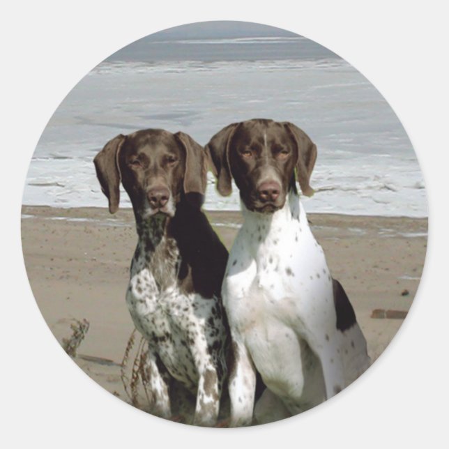 German Shorthaired Pointer Sticker (Front)