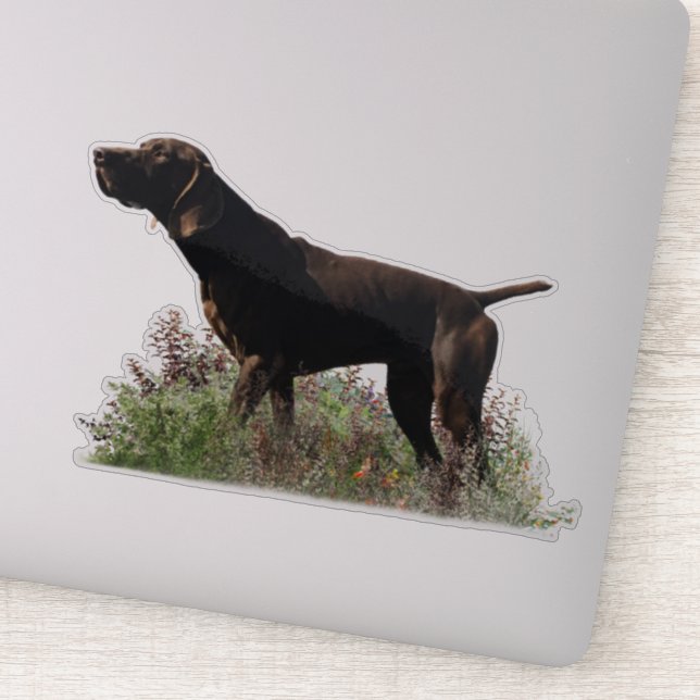 German Shorthaired pointer  sticker (Detail)