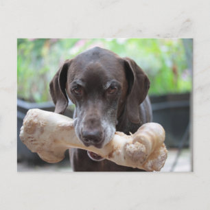 German shorthaired pointer with bone postcard