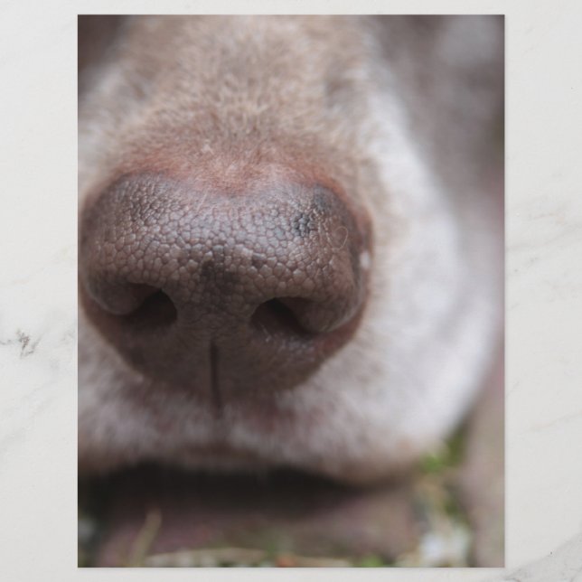 German shorthaired pointers nose (Front)