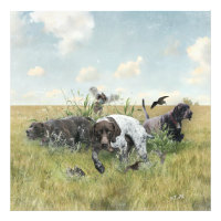 German Shorthaired Pointers