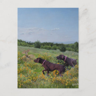 German Shorthaired Pointers Postcard
