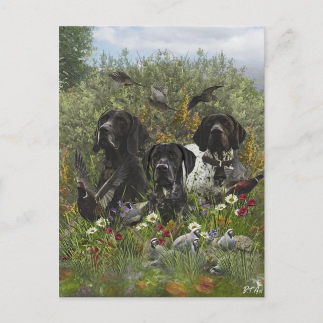 German Shorthaired Pointers   Postcard (Front)