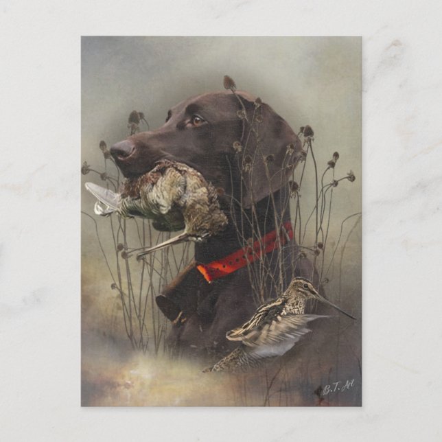 German Shorthaired Pointers Postcard (Front)