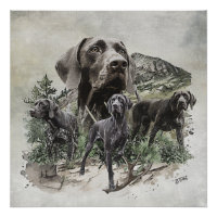 German Shorthaired Pointers