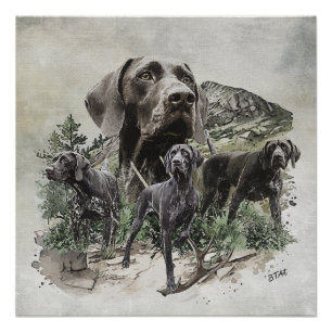 German Shorthaired Pointers Poster