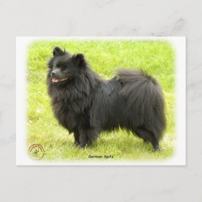 German Spitz 9W014D-009 Postcard (Front)
