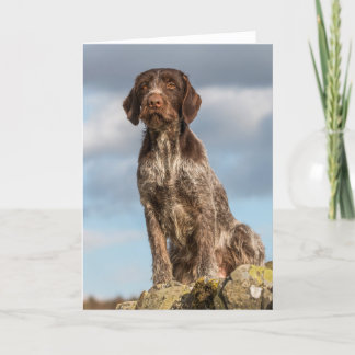 German Wirehaired Pointer card