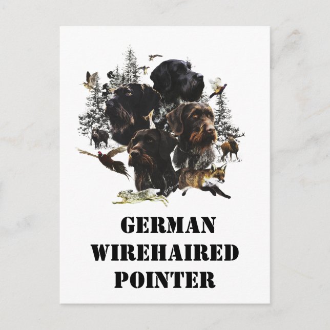  German Wirehaired Pointer     Postcard (Front)