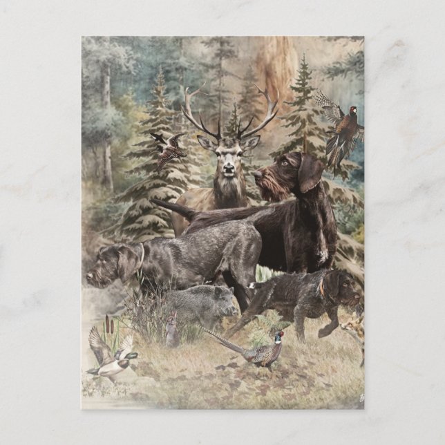 German Wirehaired Pointer Postcard (Front)