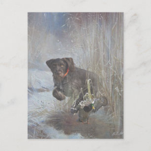  German Wirehaired Pointer Postcard